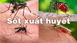 CẢNH BÁO DỊCH KÉP SỐT XUẤT HUYẾT VÀ DỊCH COVID 19