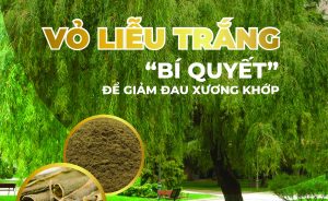 VỎ LIỄU TRẮNG: “BÍ QUYẾT” ĐỂ GIẢM ĐAU TỪ TRƯỚC CÔNG NGUYÊN