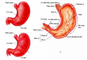 Dạ dày của người có cấu tạo thế nào?