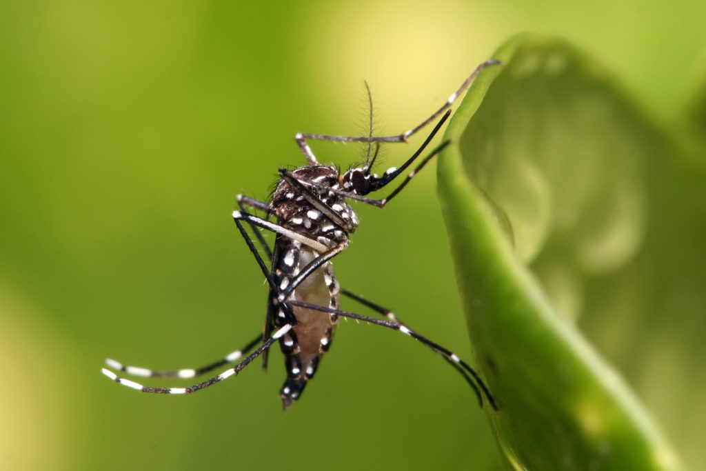 Bệnh Chikungunya là bệnh gì? Vì sao lại gây nhầm lẫn với bệnh sốt xuất huyết